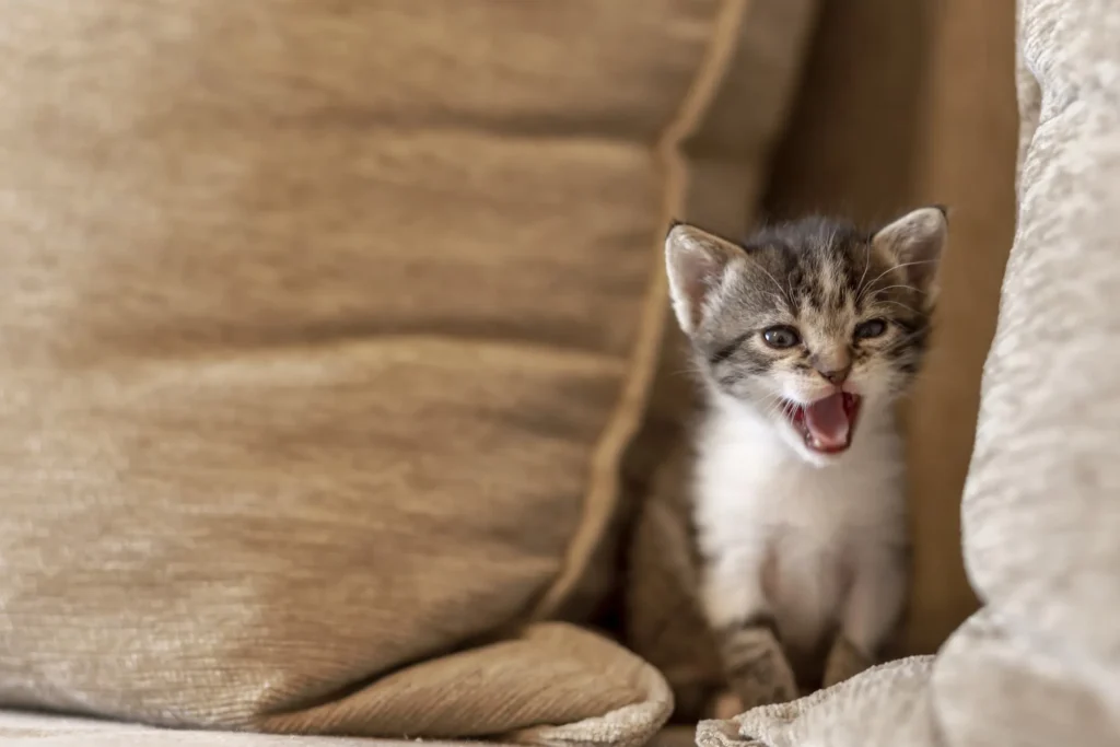Chat ou chaton qui miaule, comment traduire ce qu'il dit