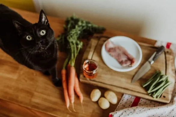 Comment bien nourrir son chat : Illimité ou rationné ?