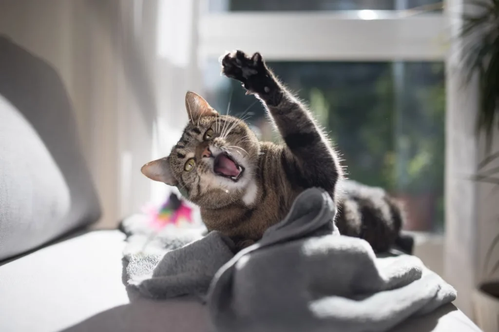 Comment couper les griffes de son chat