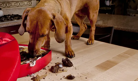 Mon chien a mangé du chocolat, est-ce une urgence?