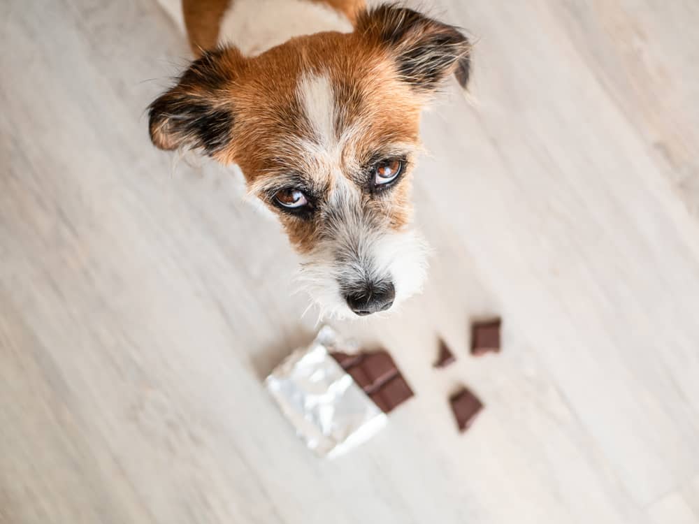 Les aliments toxiques à ne jamais donner à chien