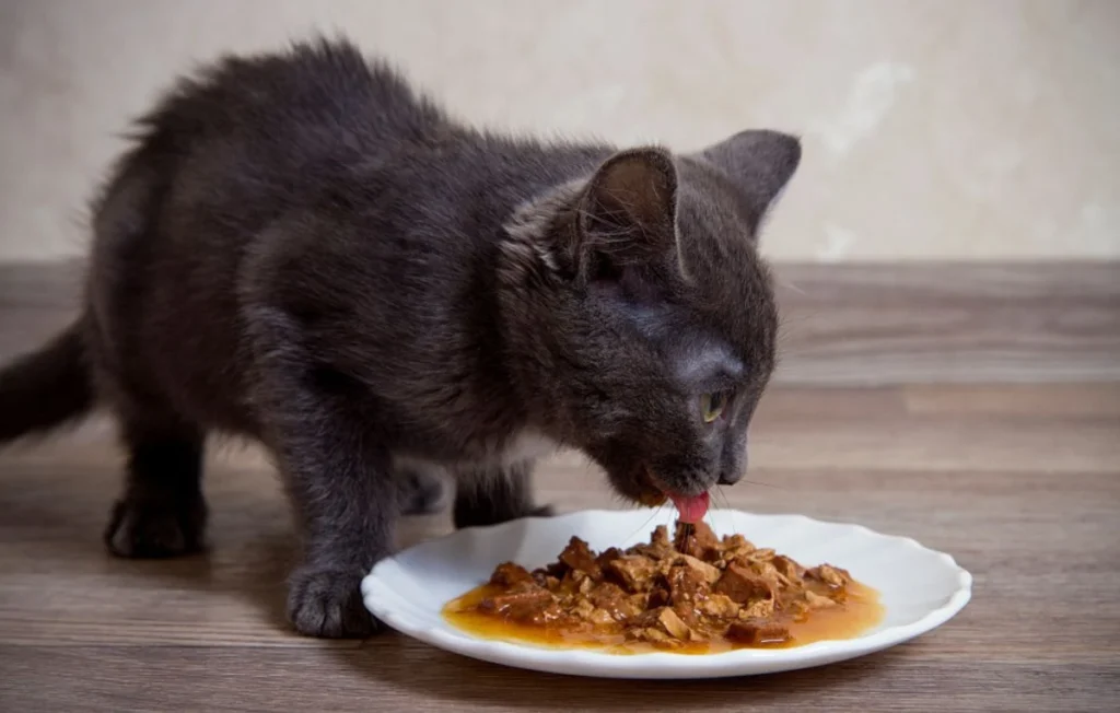 Mon chat peut-il manger de la pâtée tous les jours