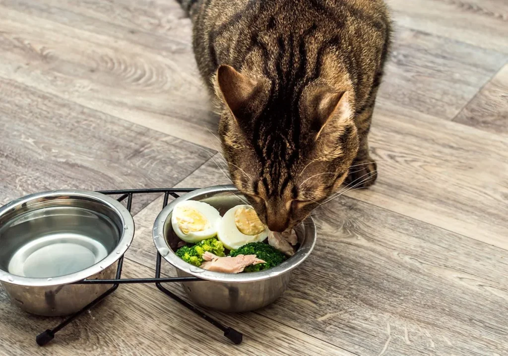 Rationner ou libre-service : Quelle alimentation pour votre chat ?