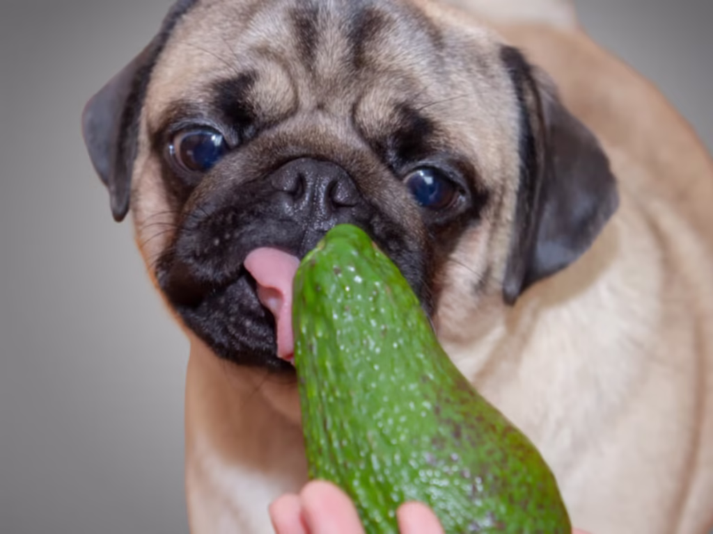 chien mange un avocat toxique