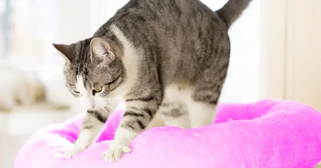 pétrissage dit sur l’amour de votre chat