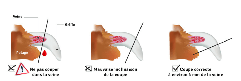 schema coupe griffe chat 4mm de la veine