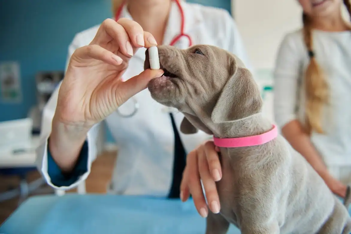 Les vaccins recommandés : protéger sans obligation légale