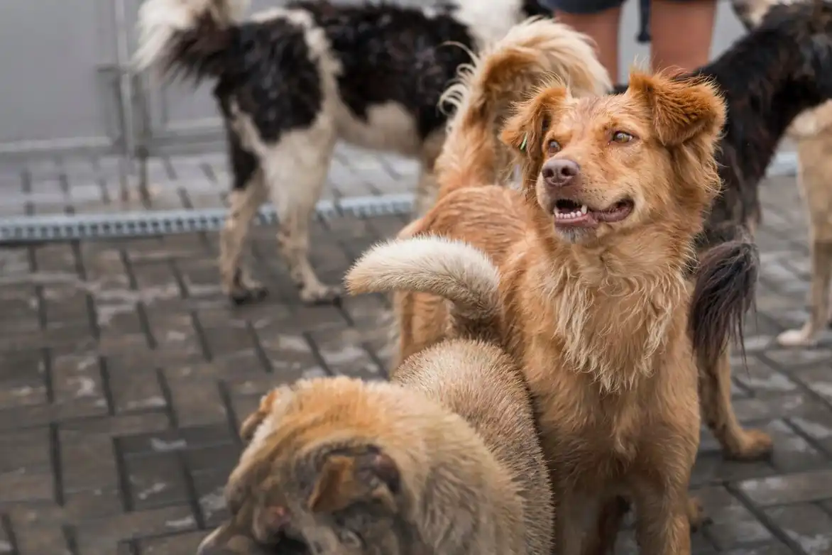 Séjours en pension ou collectivité canine : des règles propres à chaque structure