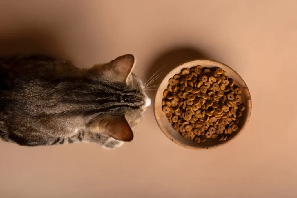 Sevrage du chaton : à quel âge et comment bien le faire ?