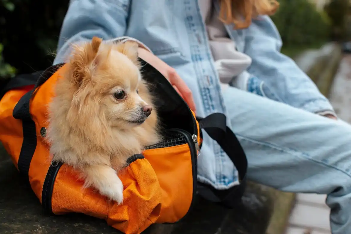 Voyager à l’étranger avec son chien : vaccination exigée