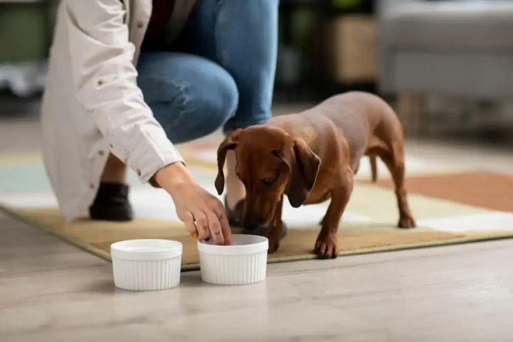 blog alimentation pour les animaux petguide.fr