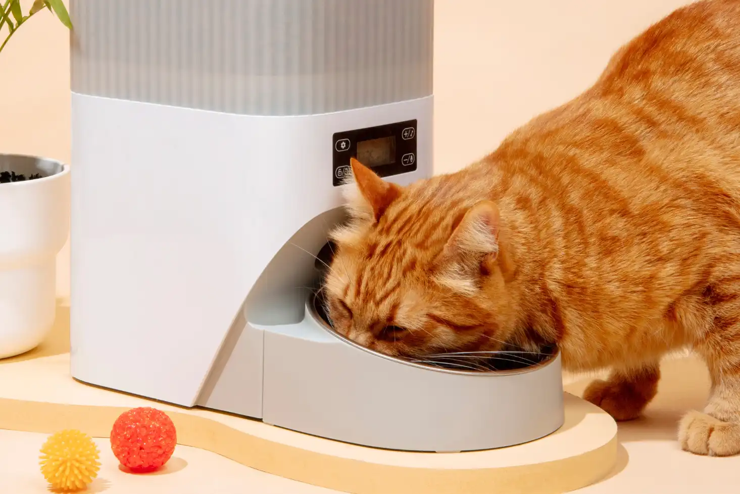 meilleurs distributeurs de croquettes automatiques pour chats