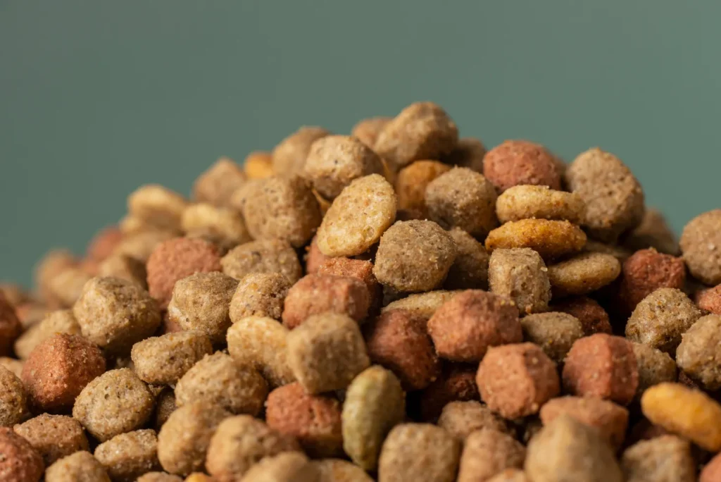Alimentation à volonté pour votre chat : Bonne idée ou erreur ?