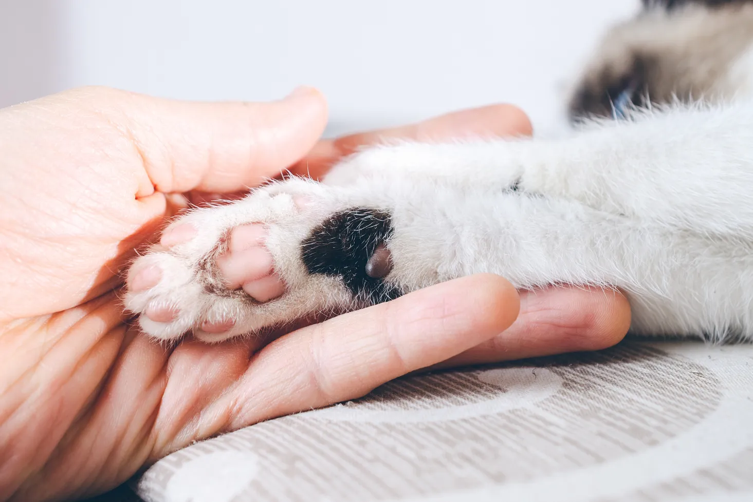 Comment couper les griffes de son chat ?