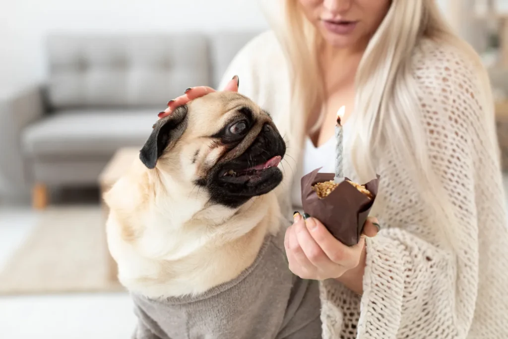 Mon chien à mangé du chocolat, que faire ?